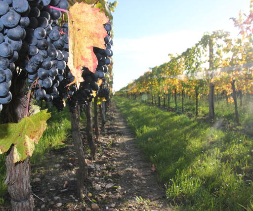 Foto aus einem Neusiedler Weingarten - genaue Betrachtung der Weinreben