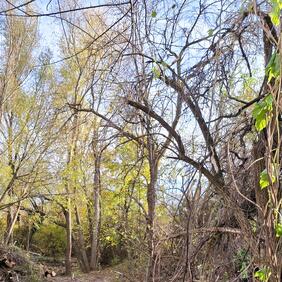 Information zu den Pflegemaßnahmen im Kirchberggraben